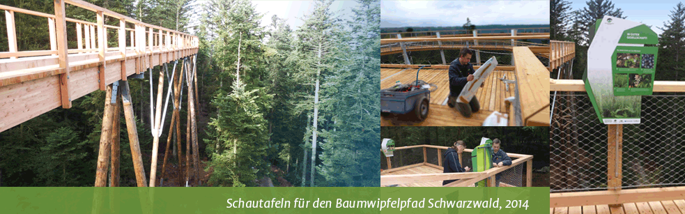 themenbild-Baumwipfelpfad-Schwarzwald